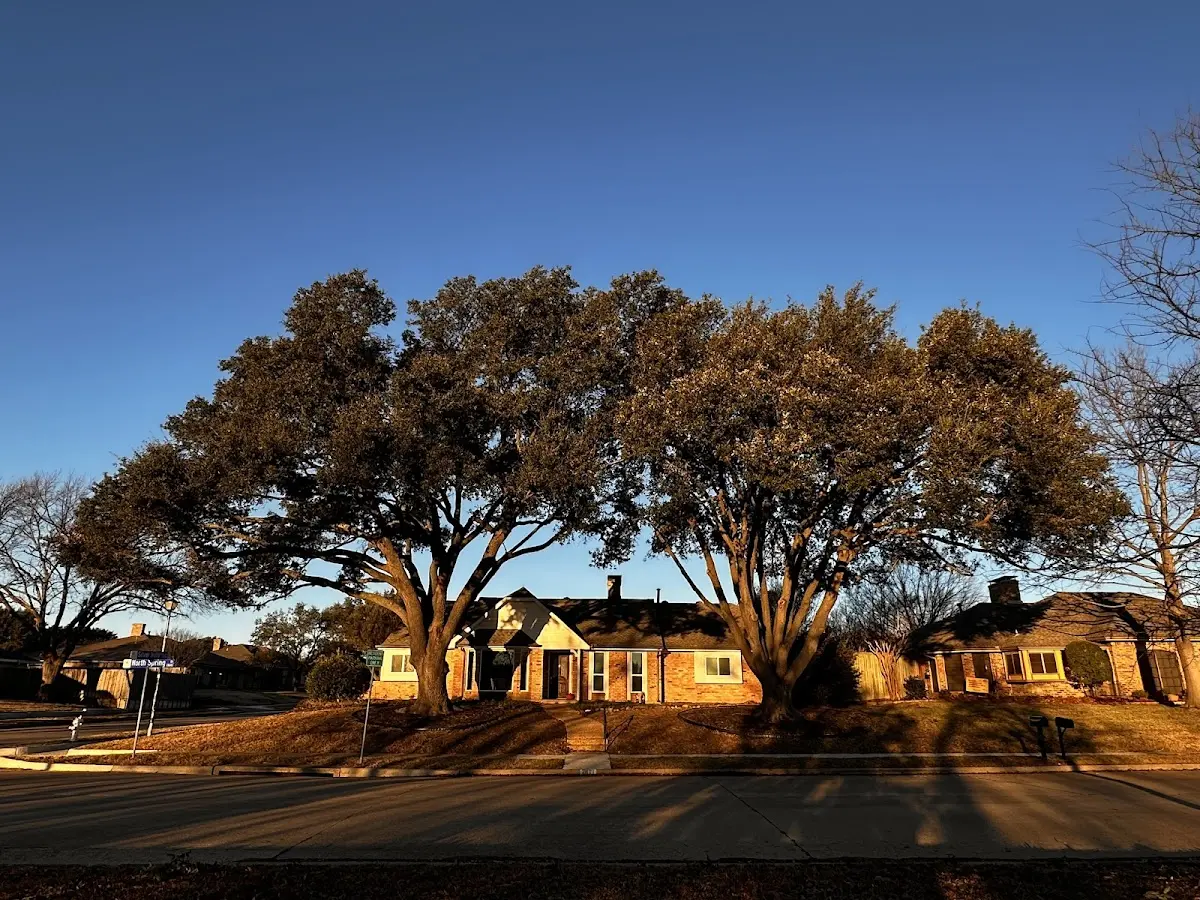 Established residential canopy tree shading a home in Eastlake
